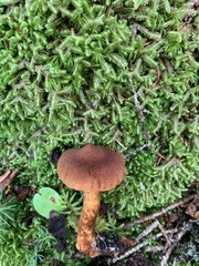 Cortinarius rubellus