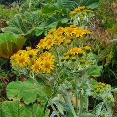 Senecio oerstedianus