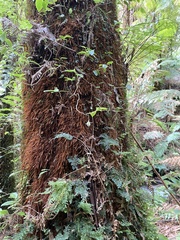 Fieldia australis