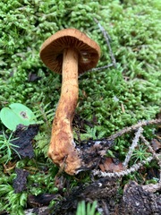 Cortinarius rubellus
