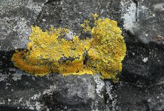 Xanthoria parietina