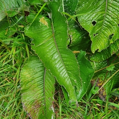 Senecio oerstedianus