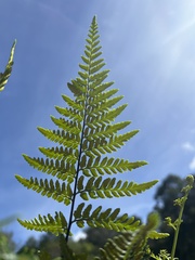 Pityrogramma austroamericana