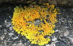 Xanthoria parietina