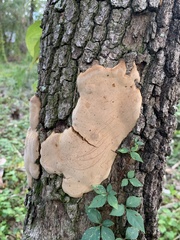 Fomitiporia punctata