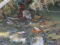 Rattus norvegicus