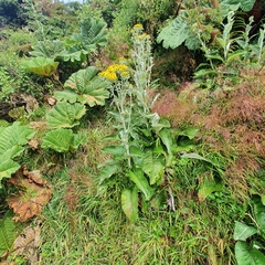 Senecio oerstedianus