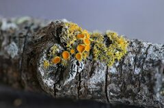 Teloschistes chrysophthalmus