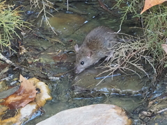 Rattus norvegicus
