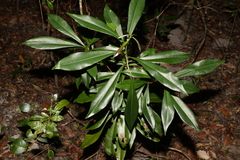 Planchonella chartacea