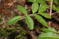 Flindersia bennettii