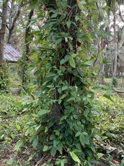 Syngonium