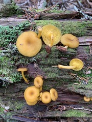 Chrysomphalina chrysophylla