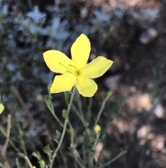 Menodora scabra