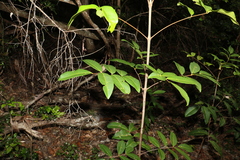 Flindersia bennettii