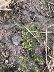 Plagiothecium denticulatum