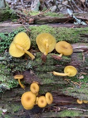 Chrysomphalina chrysophylla