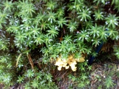 Polytrichastrum alpinum