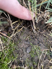 Plagiothecium denticulatum