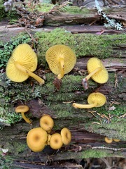 Chrysomphalina chrysophylla