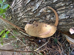 Hapalopilus rutilans