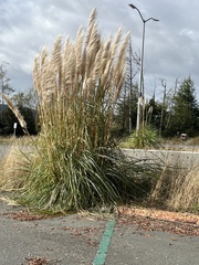 Cortaderia