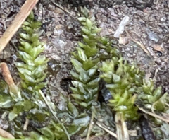 Plagiothecium denticulatum