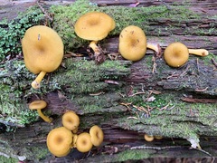 Chrysomphalina chrysophylla