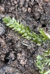Plagiothecium denticulatum