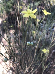 Menodora scabra