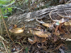 Hapalopilus rutilans