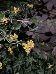 Lantana urticoides