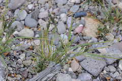 Enneapogon desvauxii