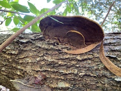 Hapalopilus rutilans