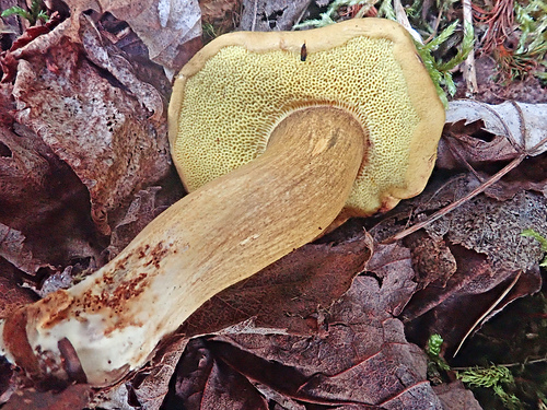 Parasitic Bolete