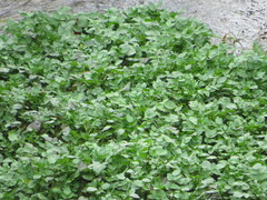 Nasturtium officinale