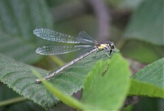 Chromagrion conditum