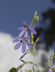 Conanthera trimaculata
