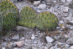 Opuntia stenopetala
