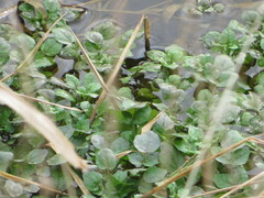 Nasturtium officinale