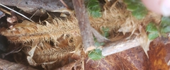 Polystichum braunii image