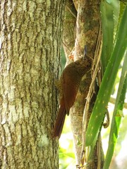 Dendrocolaptes sanctithomae