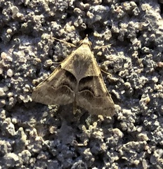 Hemeroplanis incusalis