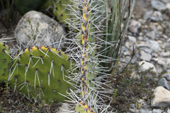 Opuntia stenopetala