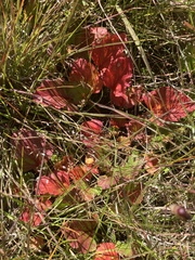 Pelargonium rodneyanum