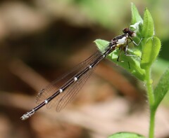 Chromagrion conditum