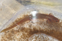 Pseudotriton montanus