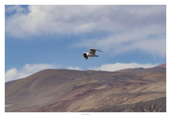 Chroicocephalus serranus