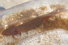 Pseudotriton montanus