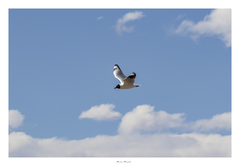 Chroicocephalus serranus